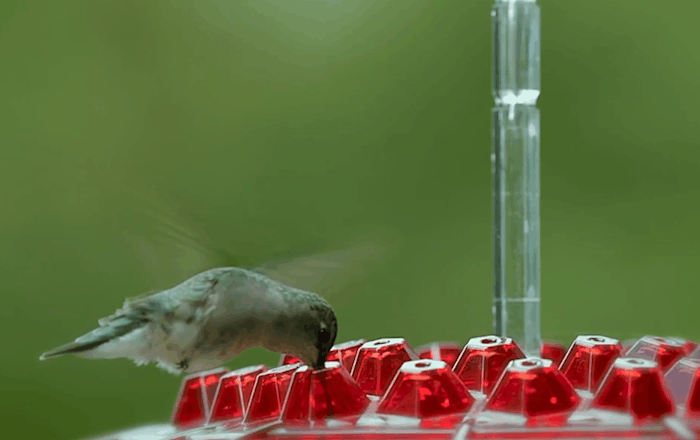 RoyaleGlow Ant Proof Hummingbird Feeder Outdoor Hanging Perch