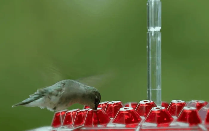 RoyaleGlow Ant Proof Hummingbird Feeder Outdoor Hanging Perch