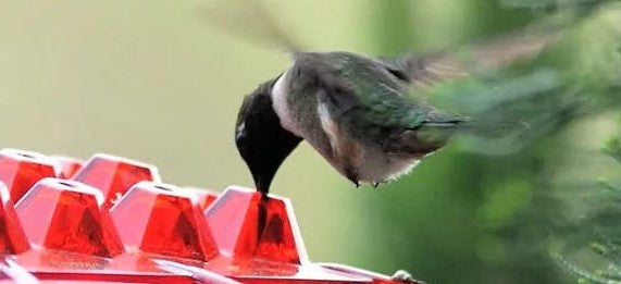 RoyaleGlow Ant Proof Hummingbird Feeder Outdoor Hanging Perch
