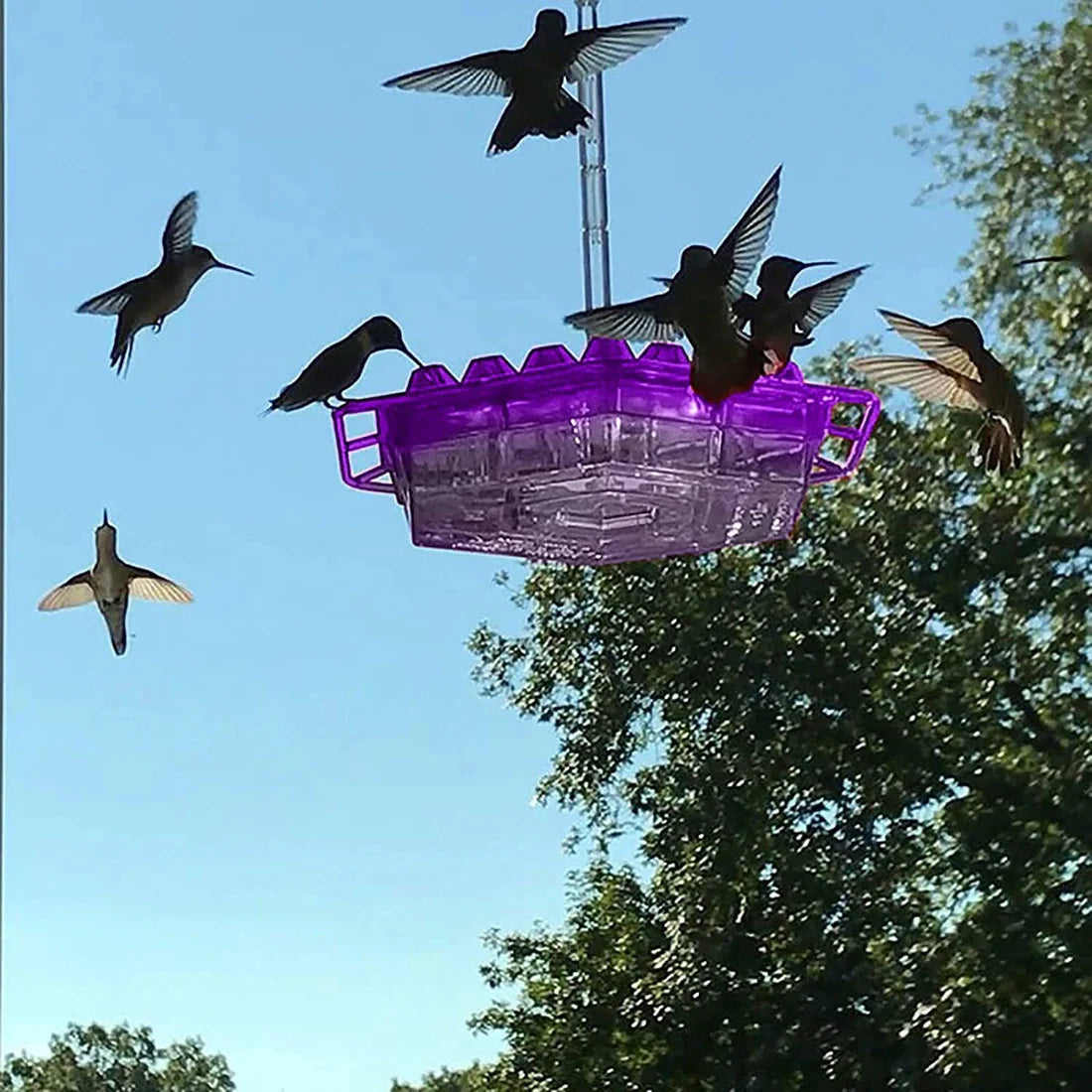 RoyaleGlow Ant Proof Hummingbird Feeder Outdoor Hanging Perch