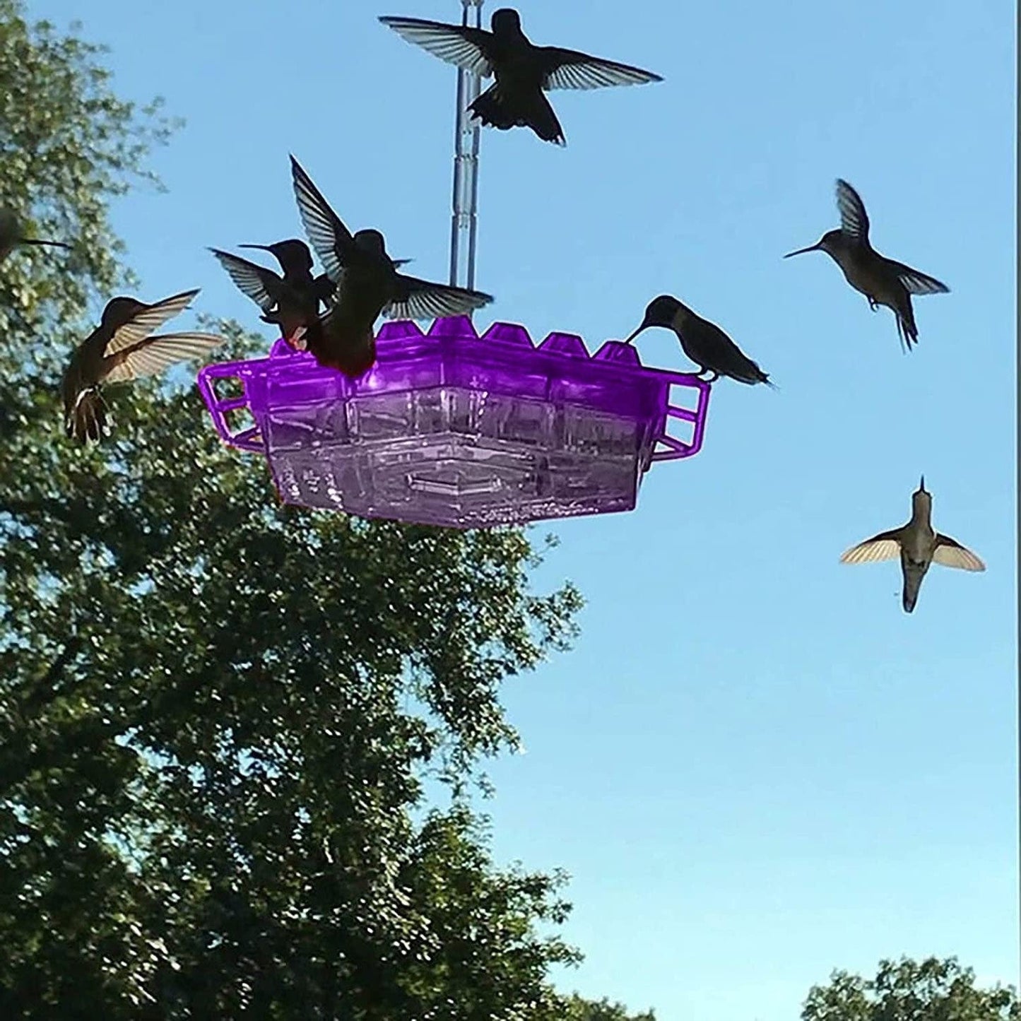 RoyaleGlow Ant Proof Hummingbird Feeder Outdoor Hanging Perch