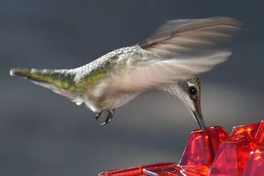 RoyaleGlow Ant Proof Hummingbird Feeder Outdoor Hanging Perch