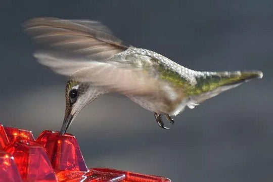 RoyaleGlow Ant Proof Hummingbird Feeder Outdoor Hanging Perch