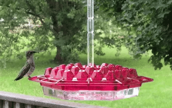 RoyaleGlow Ant Proof Hummingbird Feeder Outdoor Hanging Perch