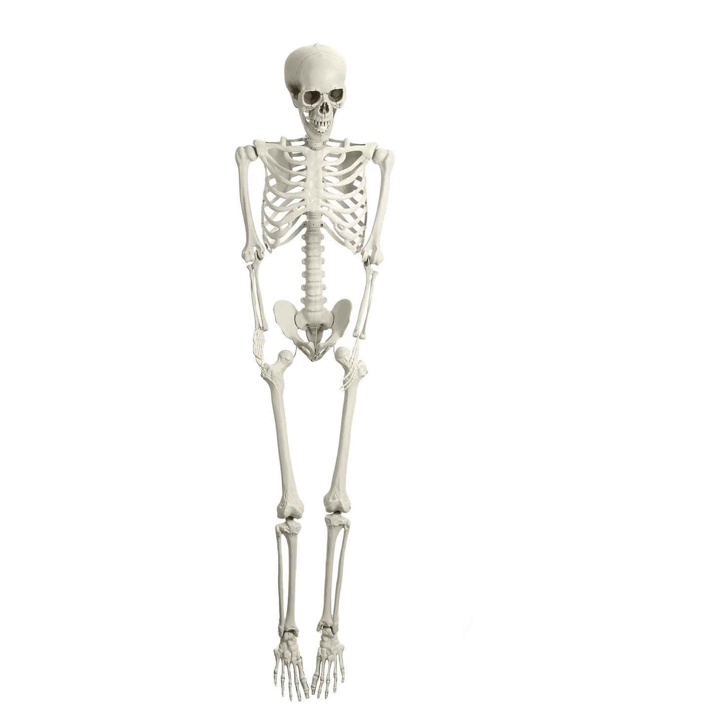 5.4FT Life-Size Light-Up Skeleton Decoration - Realistic Full Body Bones with Movable Joints and Glowing Eyes for Halloween 5