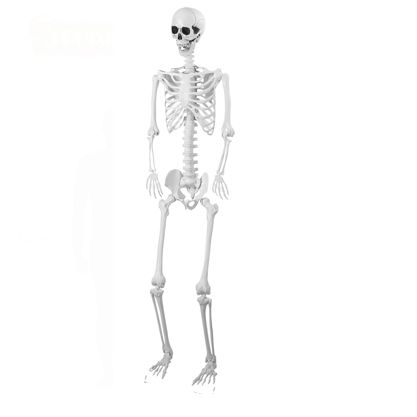 5.4FT Life-Size Light-Up Skeleton Decoration - Realistic Full Body Bones with Movable Joints and Glowing Eyes for Halloween 6