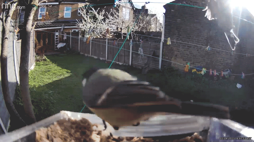 RoyaleGlow Smart Bird Feeder Camera with Night Vision