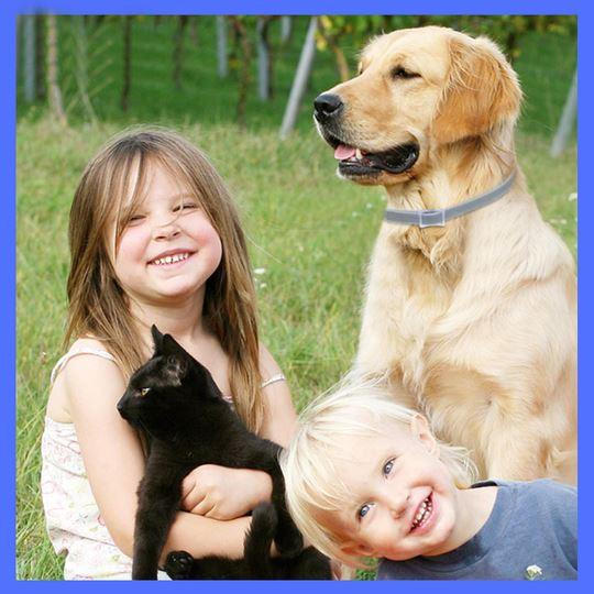 Royaleva Dog Pest Collar for Flea and Tick Protection