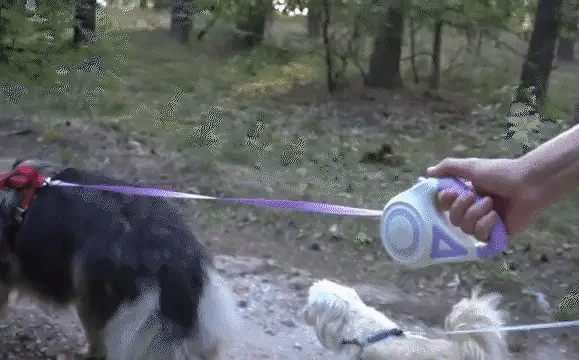 Luxora Retractable Dog Leash with LED Light and Comfort Grip