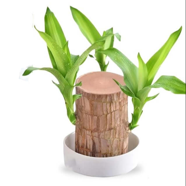 Royallure Lucky Brazilian Wood Plant – Air Purifying Indoor House Plant for Low Light and Stress Relief 0