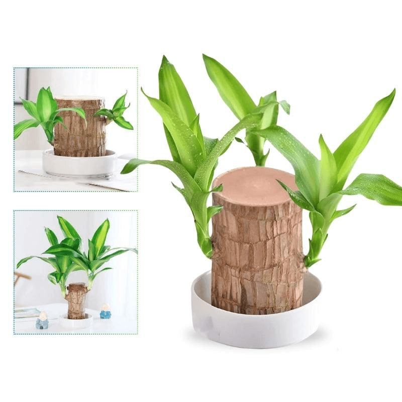 Royallure Lucky Brazilian Wood Plant – Low-Maintenance Air Purifying Indoor House Plant