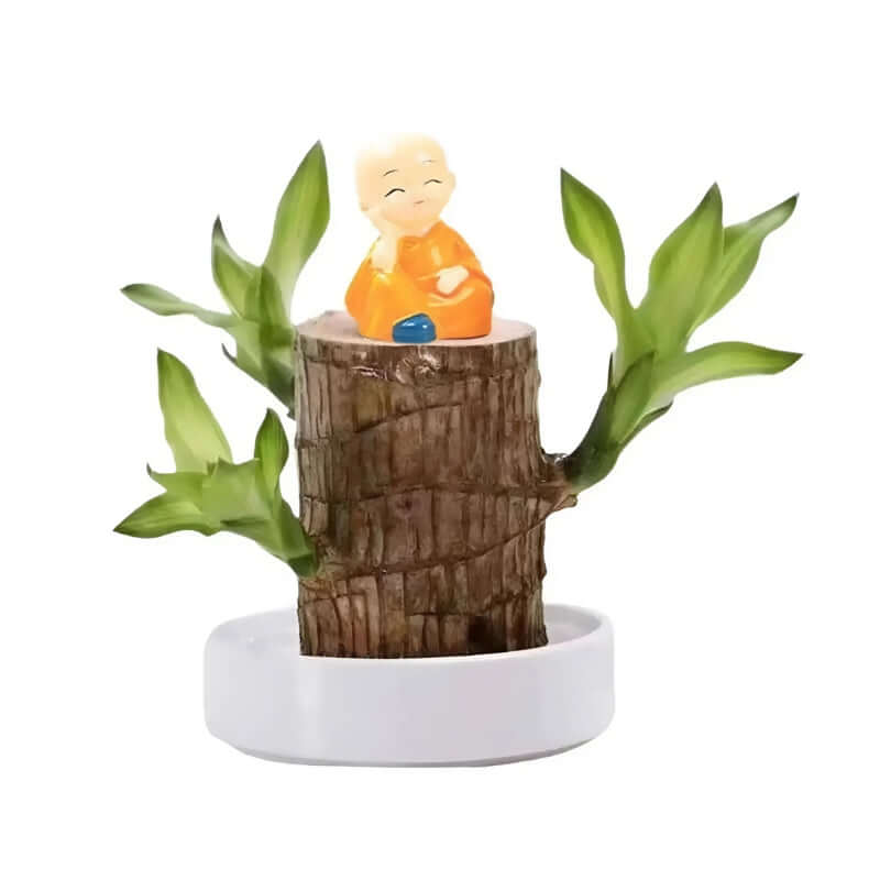 Royallure Lucky Brazilian Wood Plant – Air Purifying Indoor House Plant for Low Light and Stress Relief 1