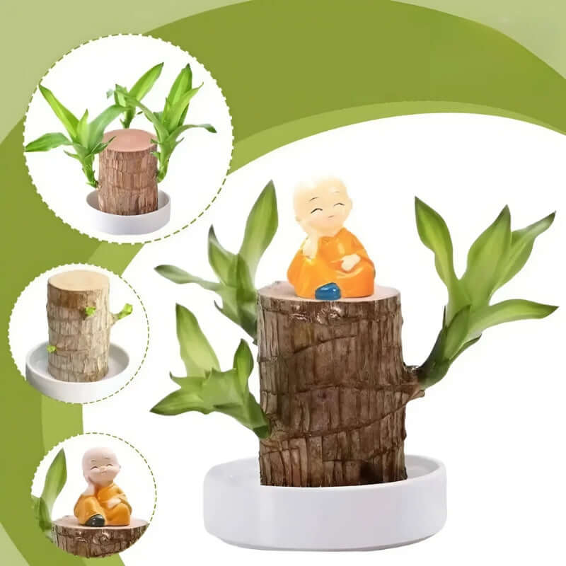 Royallure Lucky Brazilian Wood Plant – Air Purifying Indoor House Plant for Low Light and Stress Relief 2