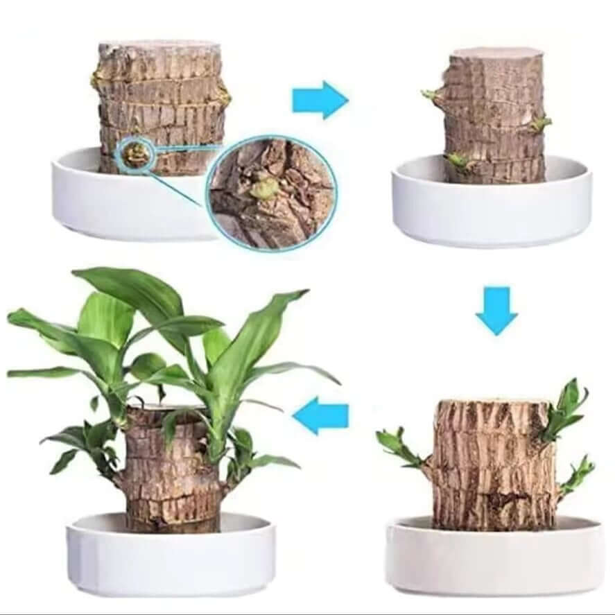 Royallure Lucky Brazilian Wood Plant – Air Purifying Indoor House Plant for Low Light and Stress Relief 3