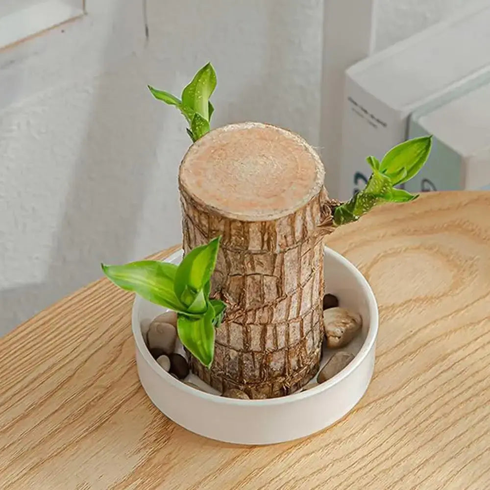 Royallure Lucky Brazilian Wood Plant – Low-Maintenance Air Purifying Indoor House Plant