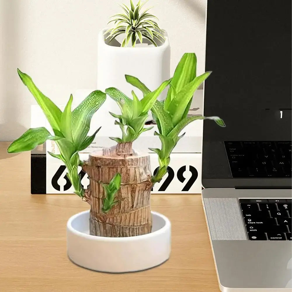 Royallure Lucky Brazilian Wood Plant – Low-Maintenance Air Purifying Indoor House Plant