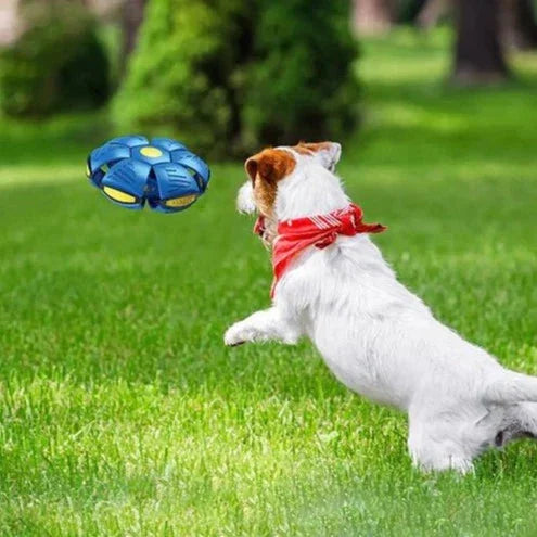Pawelux Interactive Doggy Disc Ball - Safe, Bouncy Fetch Toy for Dogs