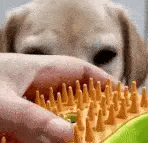 Luxora Steamy Dog Brush - No More Fur Everywhere
