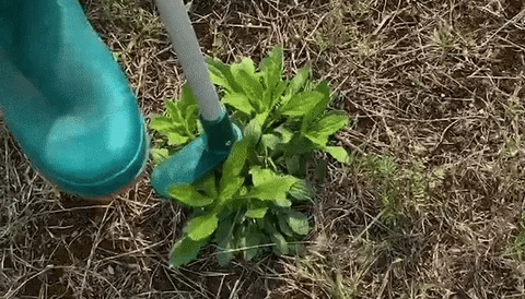 Royaleva Long Handle Standing Weed Puller for Easy Weeding