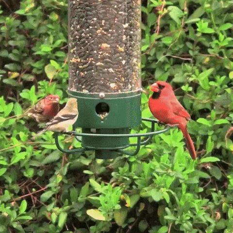 Luxora Squirrel Proof Bird Feeder with Multi-Feeding Ports