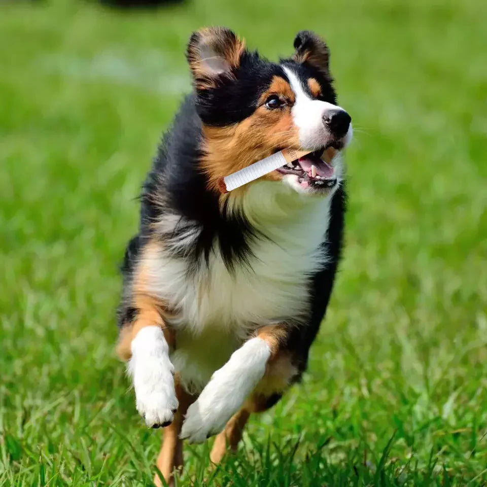Royaleva Cigarette Dog Toys - Fun Chew Toys for Dogs