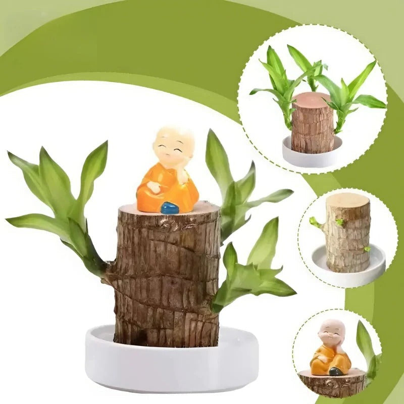 Royaleva Lucky Brazilian Wood Plant for Home and Office