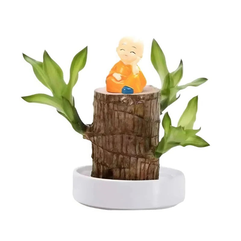 Royaleva Lucky Brazilian Wood Plant for Home and Office