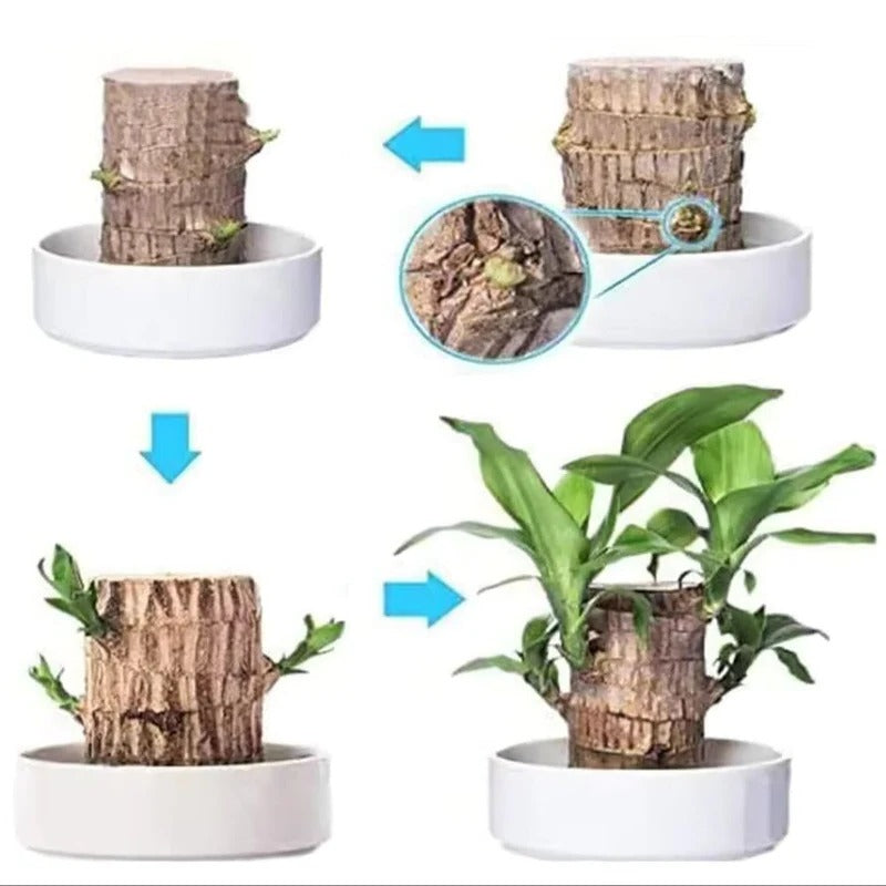 Royaleva Lucky Brazilian Wood Plant for Home and Office
