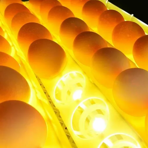 Luxora Premium Egg Incubator Automatic Chicken Quail Egg Hatcher 24 Eggs