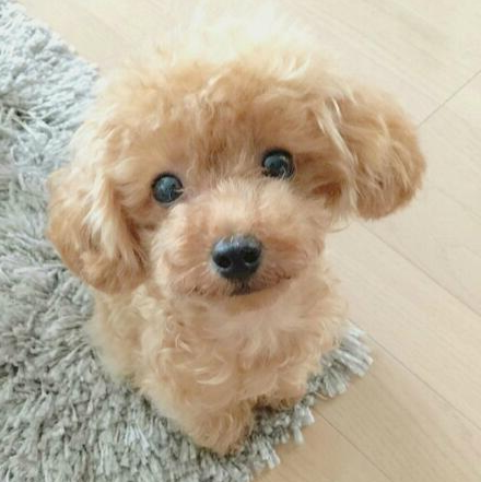 Royaleva Realistic Teddy Dog Lucky Plush Puppy Cuddle Companion