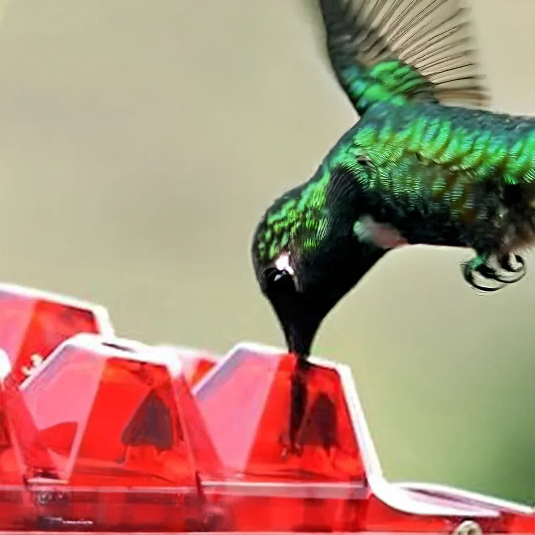 Luxora Ant-Proof Hummingbird Feeder with 30 Bee-Resistant Ports