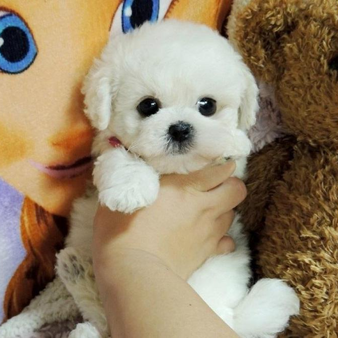 Realistic Teddy Dog Lucky – Ultra-Lifelike Plush Puppy Companion – Handcrafted with Airbrushed Details, Polymer Clay Features & Weighted Body – Perfect Gift for Dog Lovers of All Ages – Huggable, Machine-Washable, and Easy to Clean
