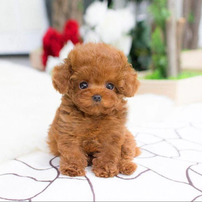 Royaleva Realistic Teddy Dog Lucky Plush Puppy Cuddle Companion