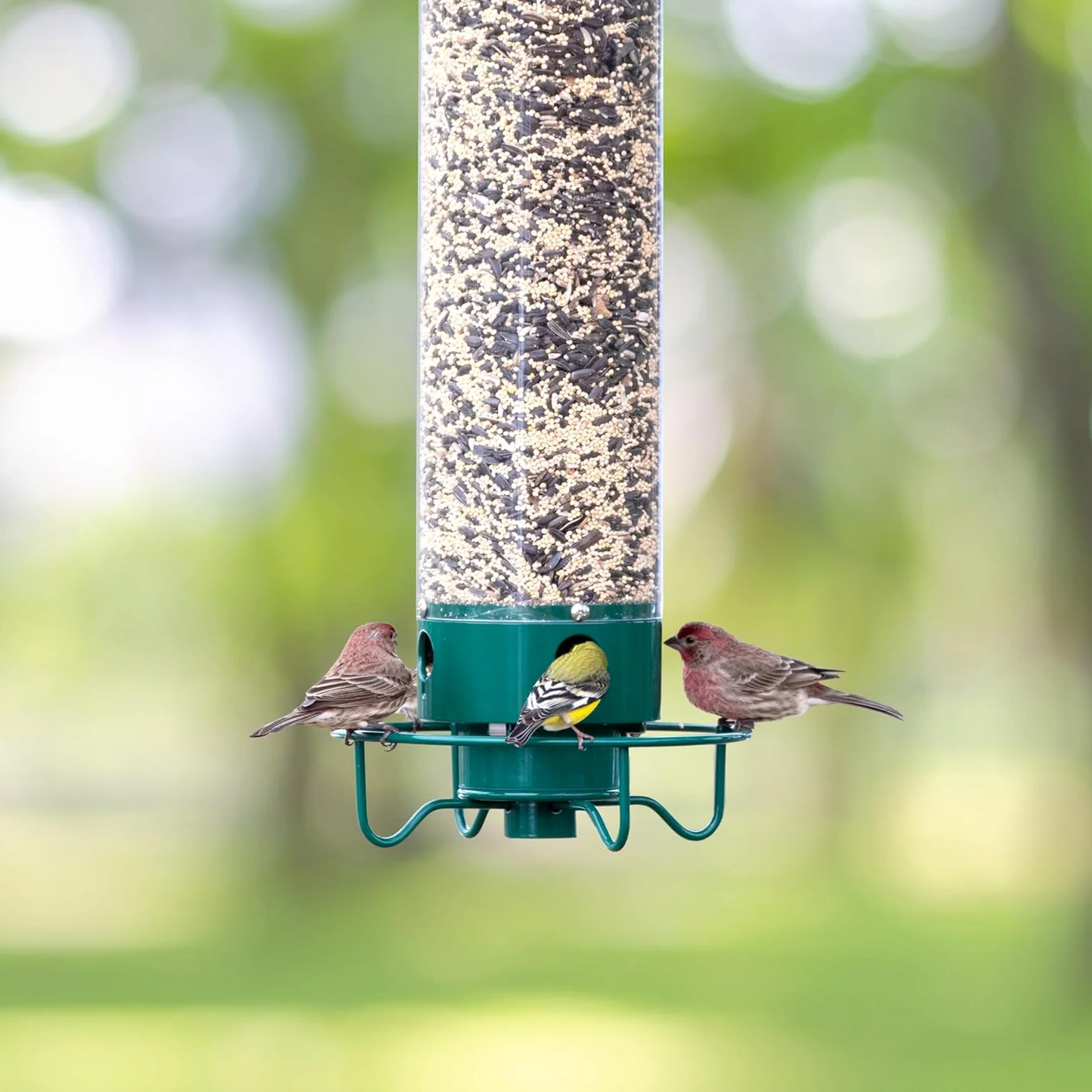 Luxora Squirrel Proof Bird Feeder with Multi-Feeding Ports