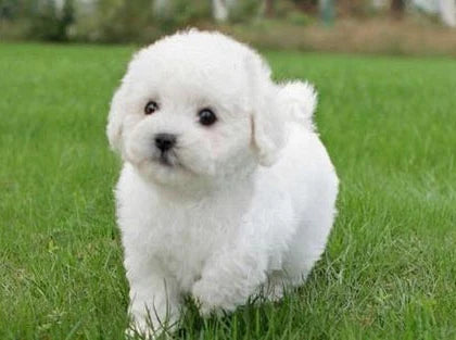 Royaleva Realistic Teddy Dog Lucky Plush Puppy Cuddle Companion