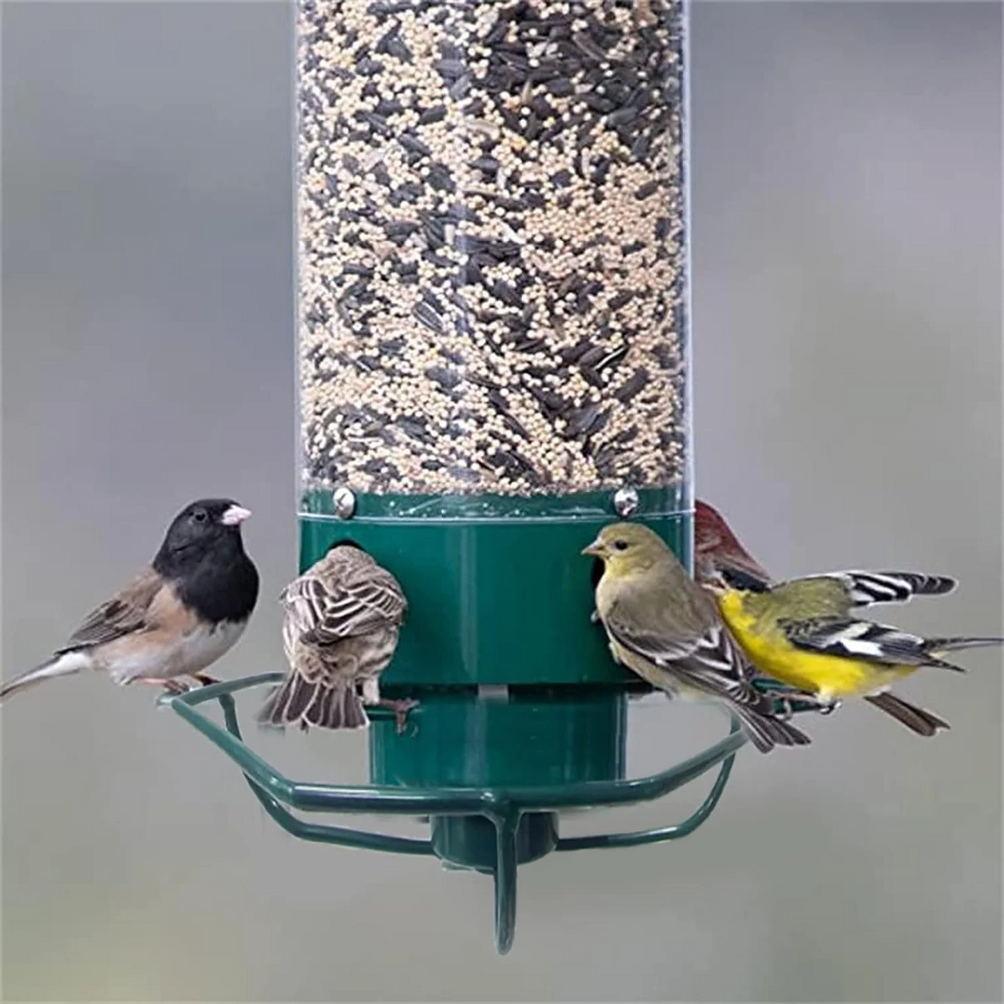 Luxora Squirrel Proof Bird Feeder with Multi-Feeding Ports