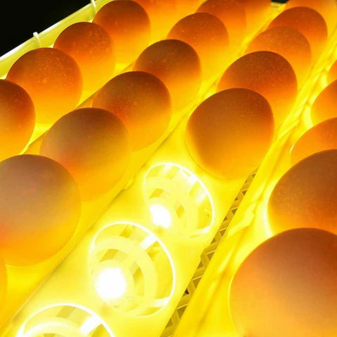Luxora Premium Egg Incubator Automatic Chicken Quail Egg Hatcher 24 Eggs