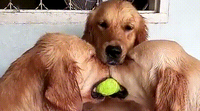 Royaleva Large Tennis Ball For Your Dog – XXL – 24 cm Diameter