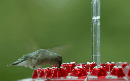 RoyaleGlow Ant Proof Hummingbird Feeder Outdoor Hanging Perch