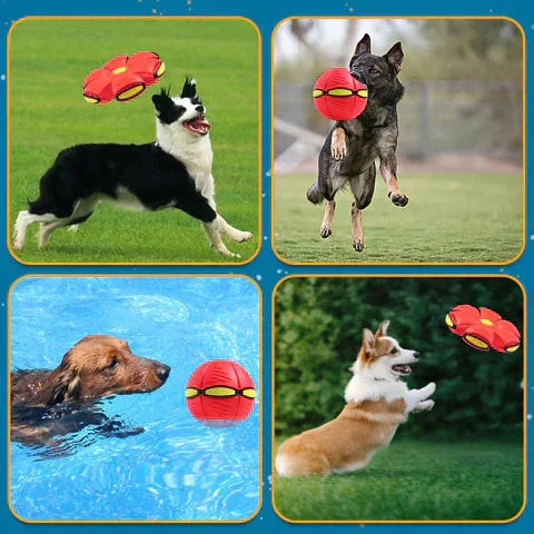 Pawelux Interactive Doggy Disc Ball - Safe, Bouncy Fetch Toy for Dogs