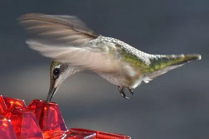 RoyaleGlow Ant Proof Hummingbird Feeder Outdoor Hanging Perch