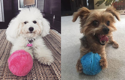 Luxora Active Rolling Ball (4 Colors Included) for Dogs
