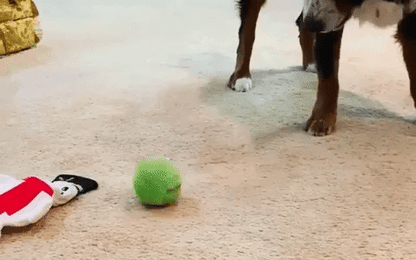 Luxora Active Rolling Ball (4 Colors Included) for Dogs