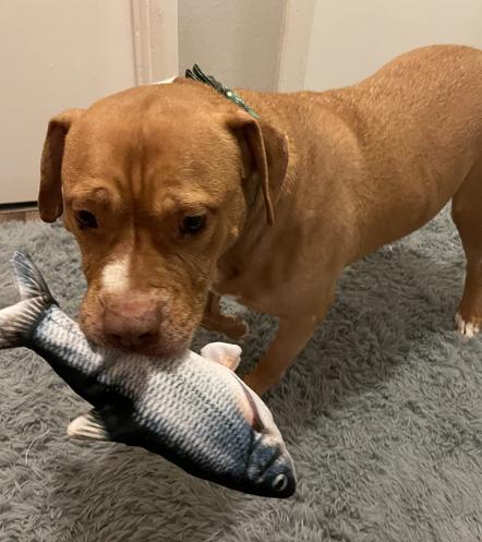 Pawelux Interactive Dancing Fish Toy – Realistic Flopping Motion for Dogs