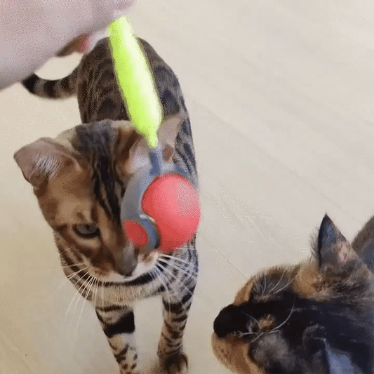 RoyaleGlow Interactive Cat Toys For Indoor Cats 360° Motion