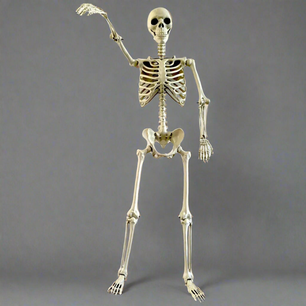 RoyaleGlow Life-Size Movable Human Skeleton Halloween Haunted House De ...
