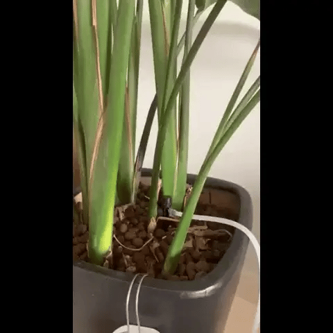 RoyaleGlow Smart Garden Auto Watering System for Healthy Plant Growth