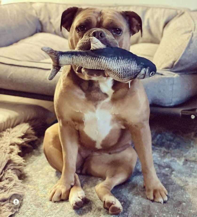 Pawelux Interactive Dancing Fish Toy – Realistic Flopping Motion for Dogs