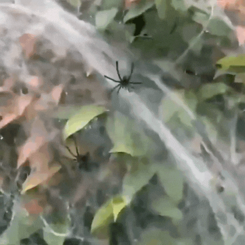 Lumora Stretchy Artificial Spider Web Halloween Decoration Haunted House Props