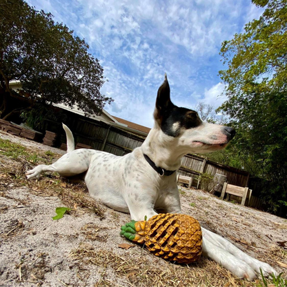 Pawellure Indestructible Pineapple Dog Chew Toy – Durable Treat Dispenser for Aggressive Chewers